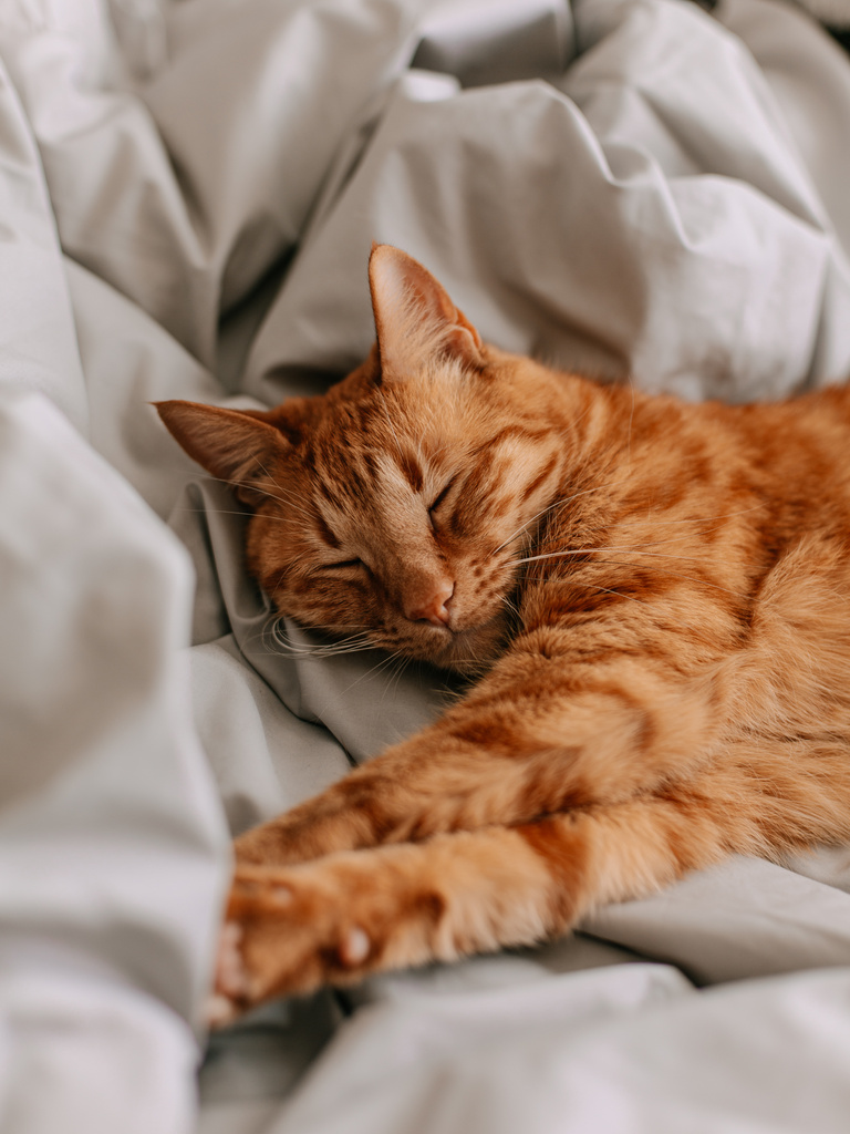 Cat Sleeping on the Bed